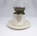 Small Pearl Plant Pot And Plate